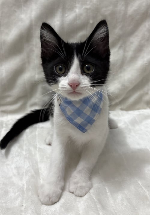 KITTEN COSMO - Domestic Short Hair available for adoption