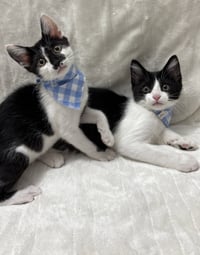Kitten Cosmo - Photo 3