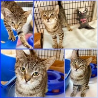 Kitten Pepito - Photo 3