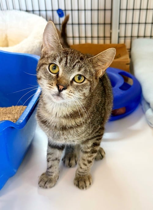 KITTEN PEPITO - Domestic Short Hair available for adoption