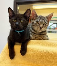 Kitten Pepito - Photo 4