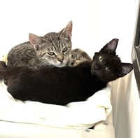 Kitten Pepito - Photo 5