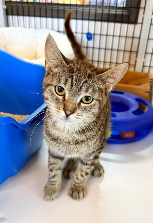 KITTEN PEPITO - Domestic Short Hair available for adoption