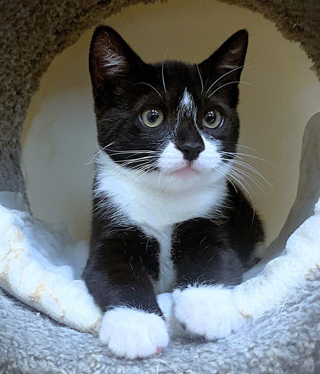 Kitten Drambuie Image
