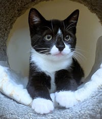 Kitten Drambuie - Photo 1