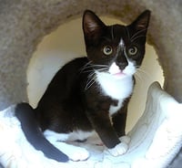 Kitten Drambuie - Photo 2