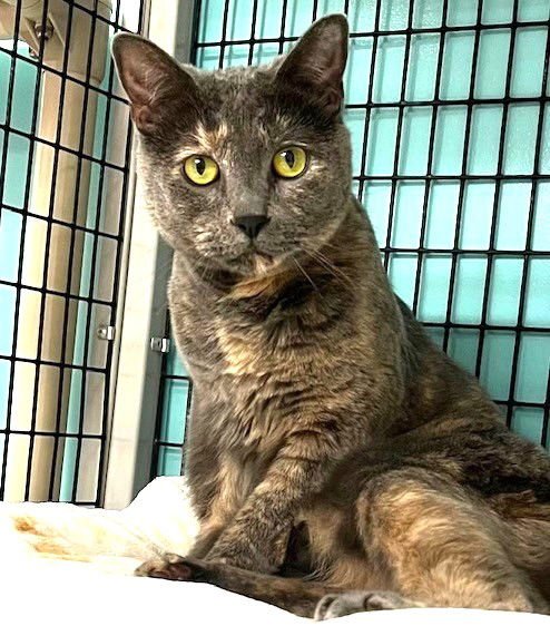 STELLA ROSE - Domestic Short Hair / Dilute Tortoiseshell available for adoption