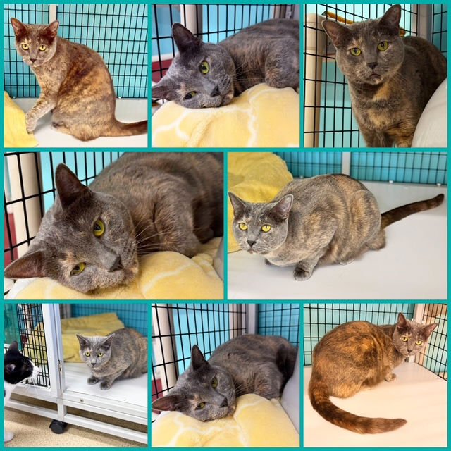 STELLA ROSE - Domestic Short Hair / Dilute Tortoiseshell available for adoption