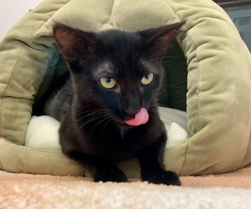 WEDNESDAY - Domestic Short Hair available for adoption