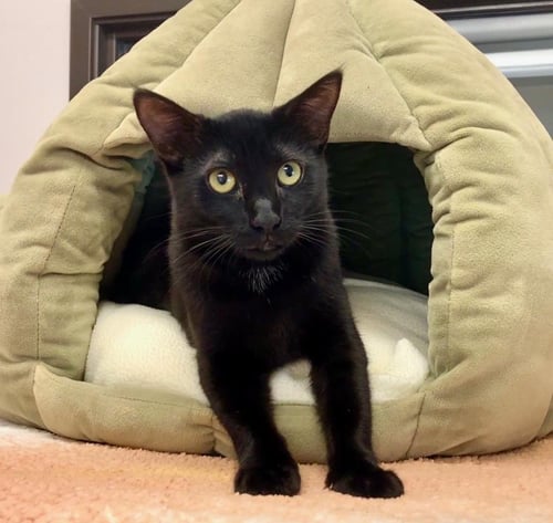 WEDNESDAY - Domestic Short Hair available for adoption