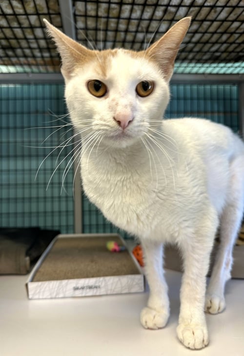 CROSBY - Domestic Short Hair available for adoption