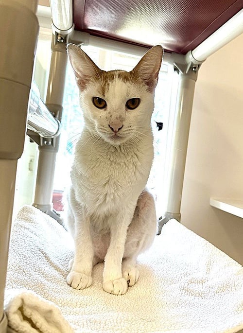 CROSBY - Domestic Short Hair available for adoption