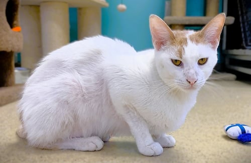 CROSBY - Domestic Short Hair available for adoption
