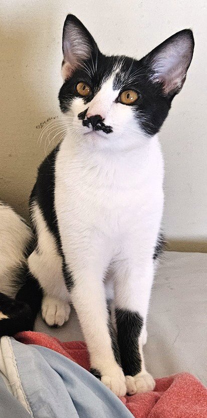 KITTEN GARLIC BREAD - Domestic Short Hair available for adoption
