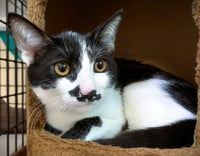Kitten Garlic Bread - Photo 2