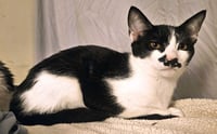 Kitten Garlic Bread - Photo 3