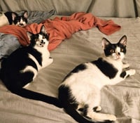 Kitten Garlic Bread - Photo 4
