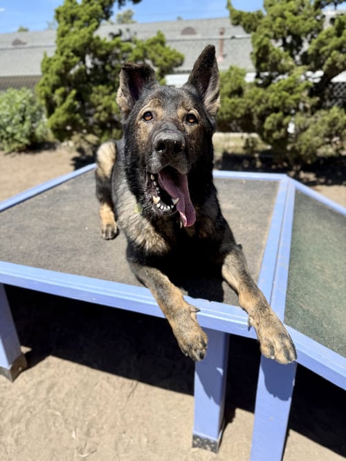 ZION - German Shepherd Dog available for adoption