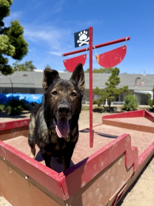ZION - German Shepherd Dog available for adoption
