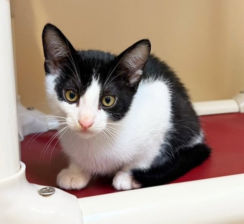 KITTEN SIMON - Domestic Short Hair available for adoption