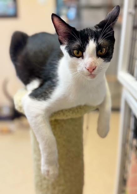 SIMON - Domestic Short Hair available for adoption