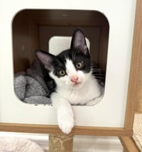 Kitten Simon - Photo 2