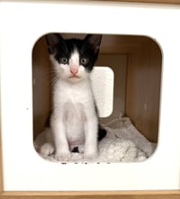 Kitten Simon - Photo 3