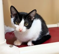 Simon - Photo 3