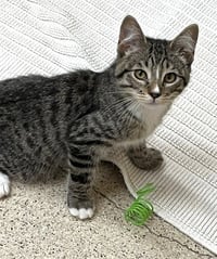 Kitten Khalessi - Photo 1