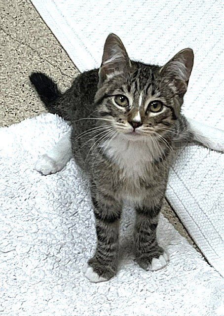 KITTEN KHALESSI - Domestic Short Hair available for adoption