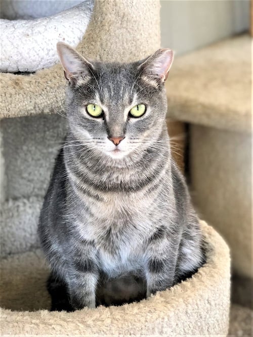 OSHKOSH - Domestic Short Hair / Tabby available for adoption
