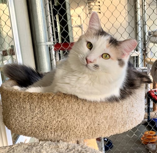 ANGELIQUE - Domestic Long Hair available for adoption