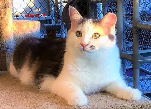 ANGELIQUE - Domestic Long Hair available for adoption