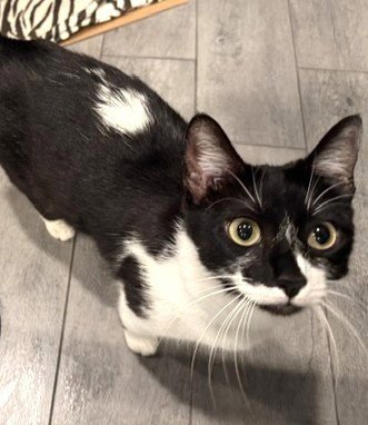 FARA - Domestic Short Hair / Tuxedo available for adoption