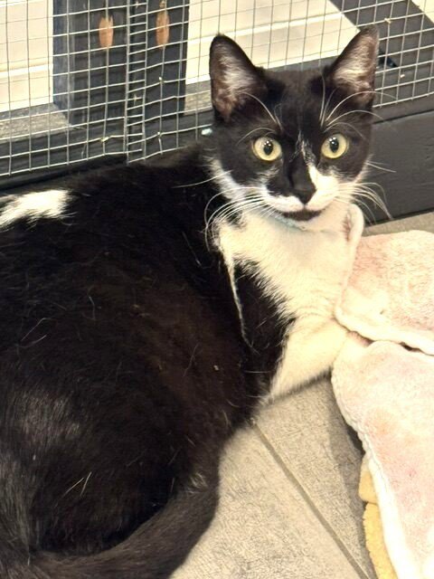 FARA - Domestic Short Hair / Tuxedo available for adoption