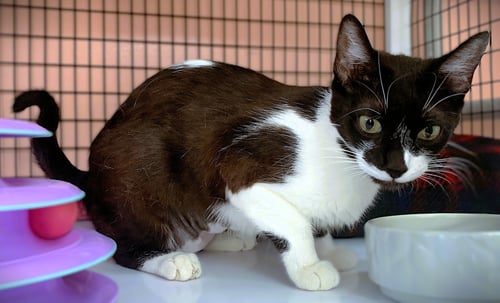 FARA - Domestic Short Hair / Tuxedo available for adoption