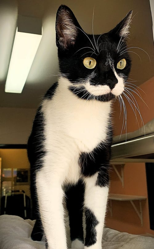 FARA - Domestic Short Hair / Tuxedo available for adoption