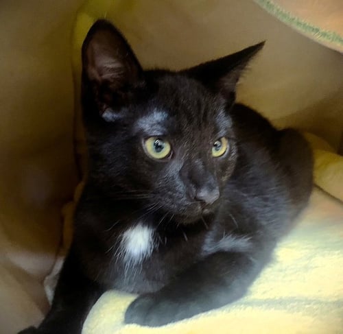 KITTEN LEX LUTHER