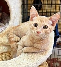 Kitten O'Reilly - Photo 1