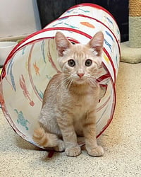 Kitten O'Reilly - Photo 2