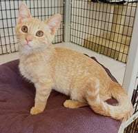 Kitten O'Reilly - Photo 3