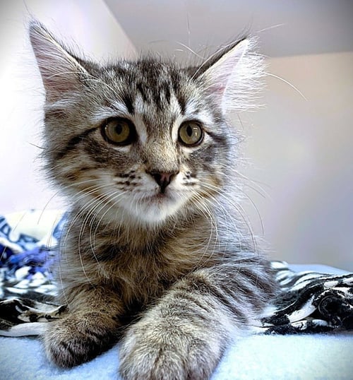 KITTEN RINGPOP