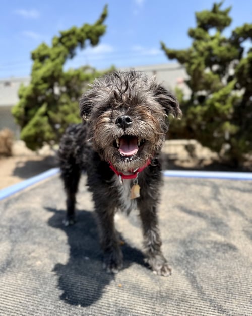 SKYE - Terrier available for adoption