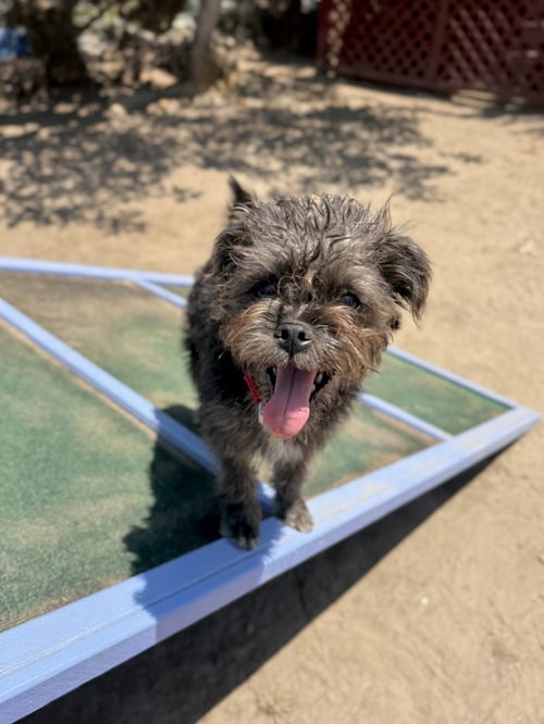 SKYE - Terrier available for adoption