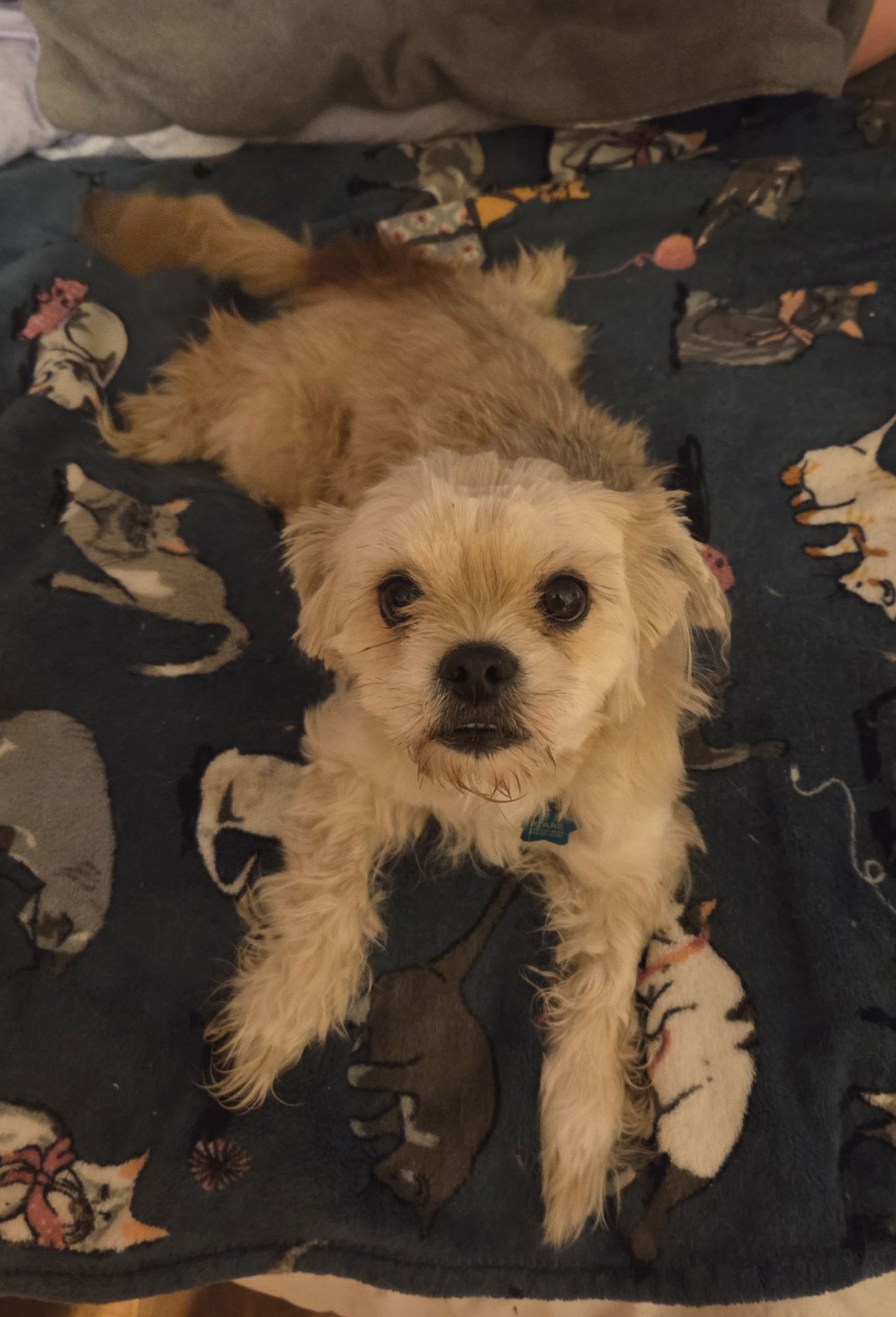 WINSTON - Shih Tzu / Pomeranian available for adoption
