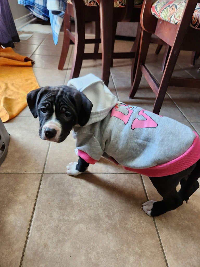 ILYA - Boxer available for adoption