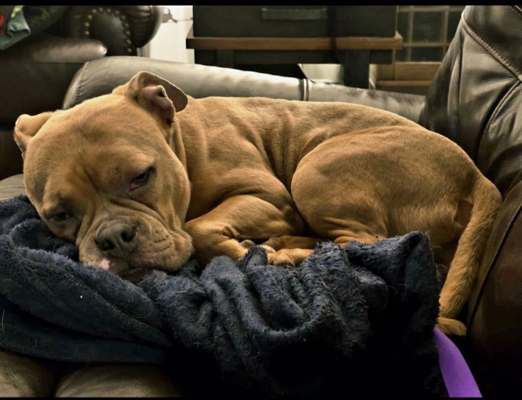 PEPPER - American Bulldog available for adoption