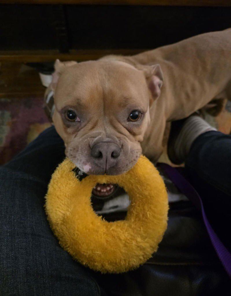 PEPPER - American Bulldog available for adoption