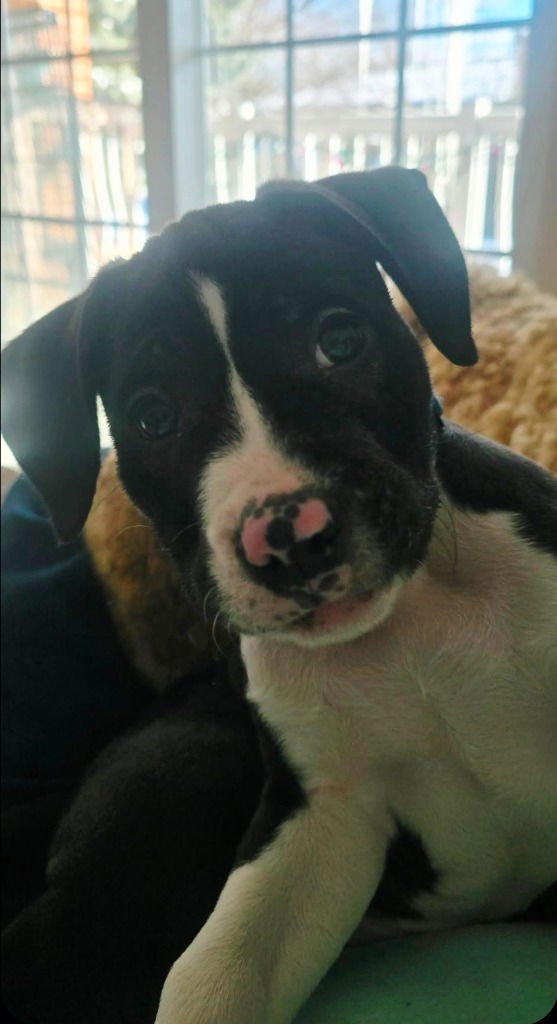 SHANE - Boxer available for adoption