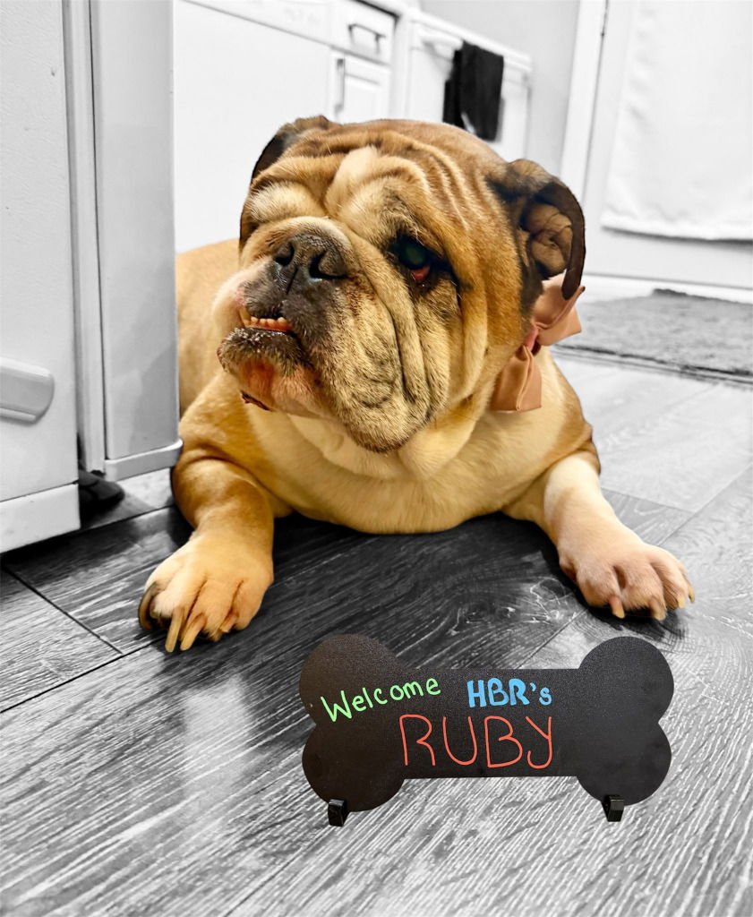 RUBY - English Bulldog available for adoption
